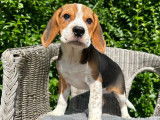 Des chiots Beagles à réserver