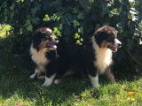 4 chiots mâles Bergers Australiens LOF tricolores à vendre
