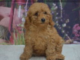 Des chiots Caniche Nains LOF à vendre