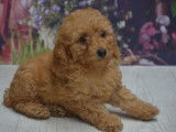 Des chiots Caniche Nains LOF à vendre