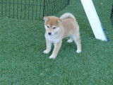 4 chiots Shiba Inus LOF à vendre