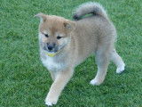 4 chiots Shiba Inus LOF à vendre