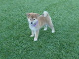 4 chiots Shiba Inus LOF à vendre