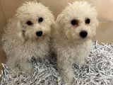 À acheter : deux chiots Bichons Frisés LOF