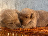 Deux chiots Golden Retrievers fauves à réserver (LOF)