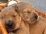 Deux chiots Golden Retrievers fauves à réserver (LOF)