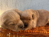 Deux chiots Golden Retrievers fauves à réserver (LOF)