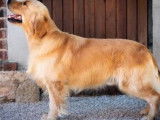Deux chiots Golden Retrievers fauves à réserver (LOF)
