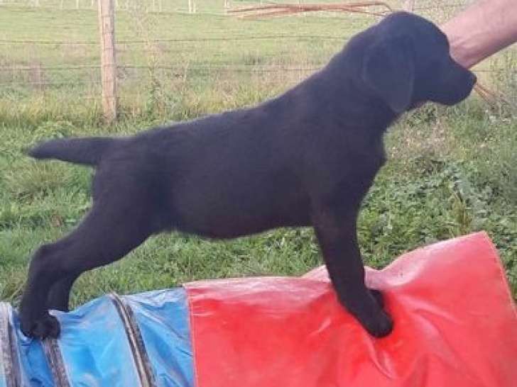 Un chiot femelle Labrador de couleur noire LOF disponible à la vente