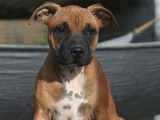 Un chiot Staffordshire Bull Terrier LOF fauve disponible à l'achat