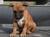 Un chiot Staffordshire Bull Terrier LOF fauve disponible à l'achat