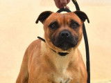 Un chiot Staffordshire Bull Terrier LOF fauve disponible à l'achat