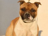 Un chiot Staffordshire Bull Terrier LOF fauve disponible à l'achat