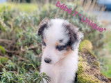 8 chiots Bergers Australiens LOF disponibles à la vente
