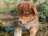 8 chiots Bergers Australiens LOF disponibles à la vente
