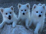 À vendre : des chiots Spitz Japonais (LOF)