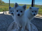 À vendre : des chiots Spitz Japonais (LOF)