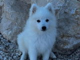 À vendre : des chiots Spitz Japonais (LOF)