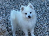 À vendre : des chiots Spitz Japonais (LOF)
