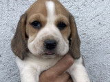 Un chiot femelle Beagle tricolore LOF à réserver
