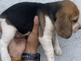Un chiot femelle Beagle tricolore LOF à réserver