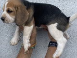 Un chiot femelle Beagle tricolore LOF à réserver