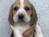 Un chiot femelle Beagle tricolore LOF à réserver