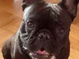 Mâle Bouledogue Français disponible pour saillie