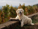 Mâle Golden Retriever LOF disponible pour saillie
