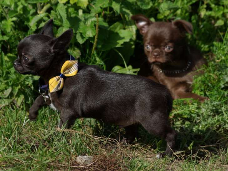 Chiots Chihuahua à poil court à vendre