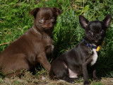 Chiots Chihuahua à poil court à vendre