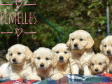 9 chiots Golden Retrievers LOF à vendre
