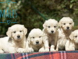 9 chiots Golden Retrievers LOF à vendre