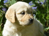 9 chiots Golden Retrievers LOF à vendre
