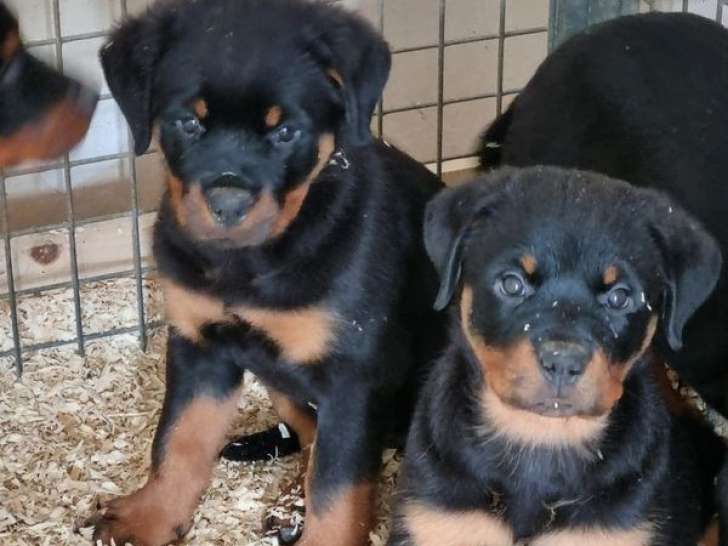 Trois chiots femelles Rottweilers LOF à vendre