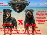 Trois chiots femelles Rottweilers LOF à vendre