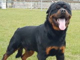 Trois chiots femelles Rottweilers LOF à vendre