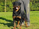 Trois chiots femelles Rottweilers LOF à vendre