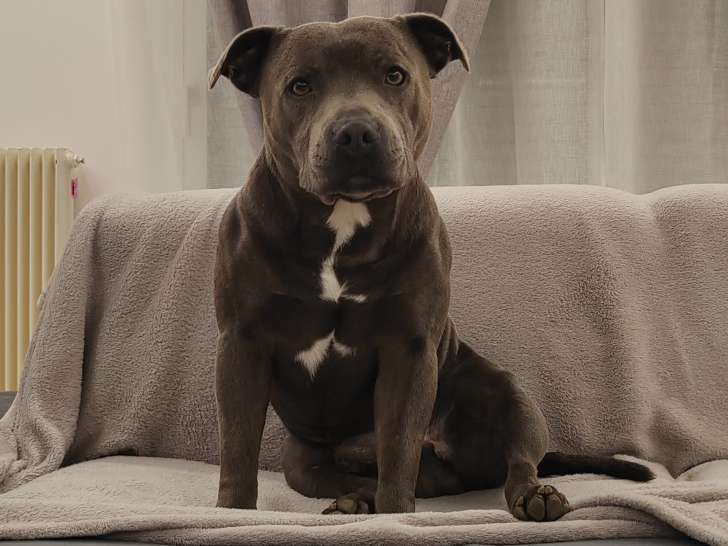 Ryo, Staffie bleu disponible pour saillie