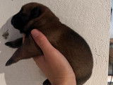 Trois chiots mâles Malinois LOF à réserver