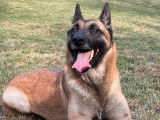 Trois chiots mâles Malinois LOF à réserver