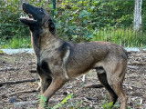 Trois chiots mâles Malinois LOF à réserver