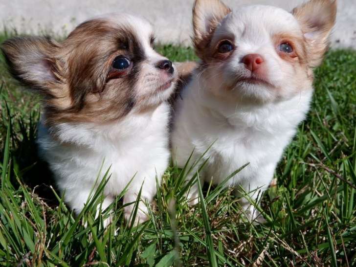 Deux chiots Chihuahuas LOF à vendre