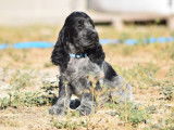 Trois chiots Cockers Spaniels Anglais mâles LOF disponibles à la vente