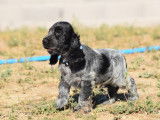 Trois chiots Cockers Spaniels Anglais mâles LOF disponibles à la vente