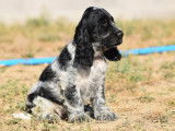 Trois chiots Cockers Spaniels Anglais mâles LOF disponibles à la vente