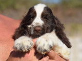 Trois chiots Cockers Spaniels Anglais mâles LOF disponibles à la vente