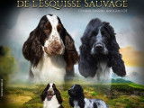 Trois chiots Cockers Spaniels Anglais mâles LOF disponibles à la vente