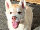 Chien de race Husky Sibérien LOF