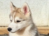 Chien de race Husky Sibérien LOF
